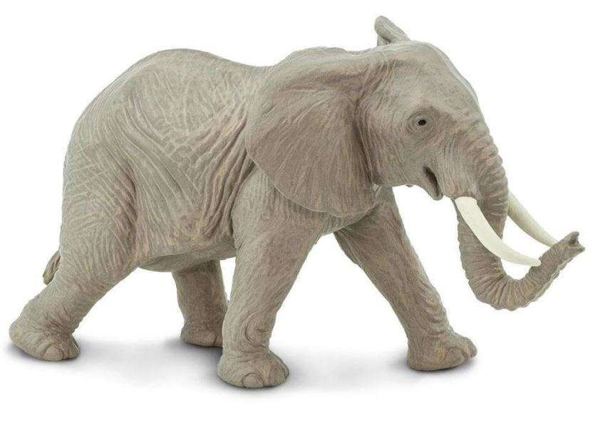 African Elephant