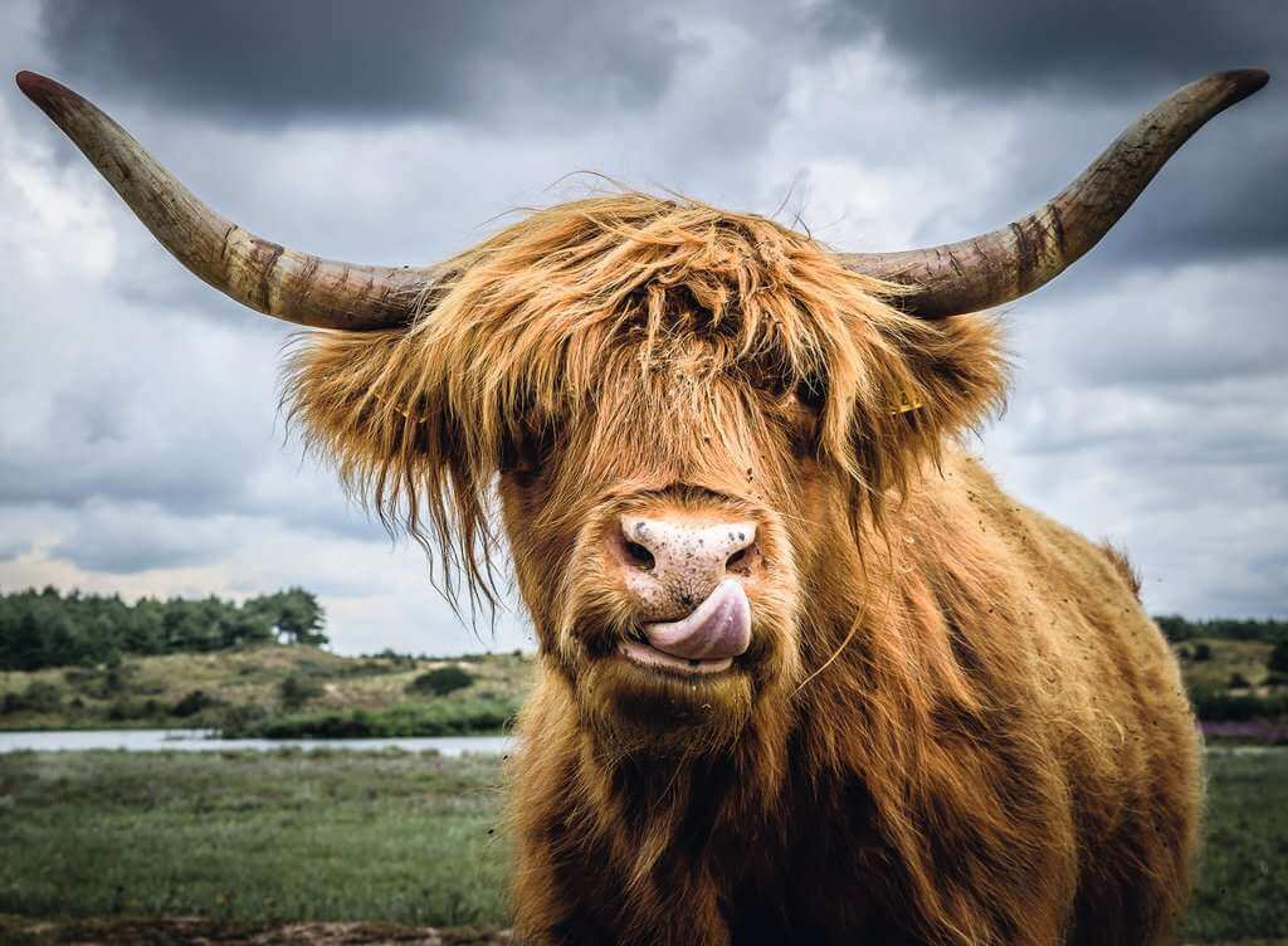 Puzzle Moments: Highland Cattle Puzzle - 300