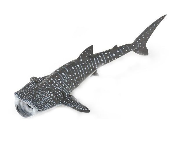 Whale Shark