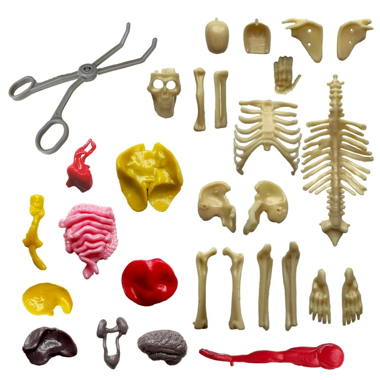 Ooze Labs Visible Human Body