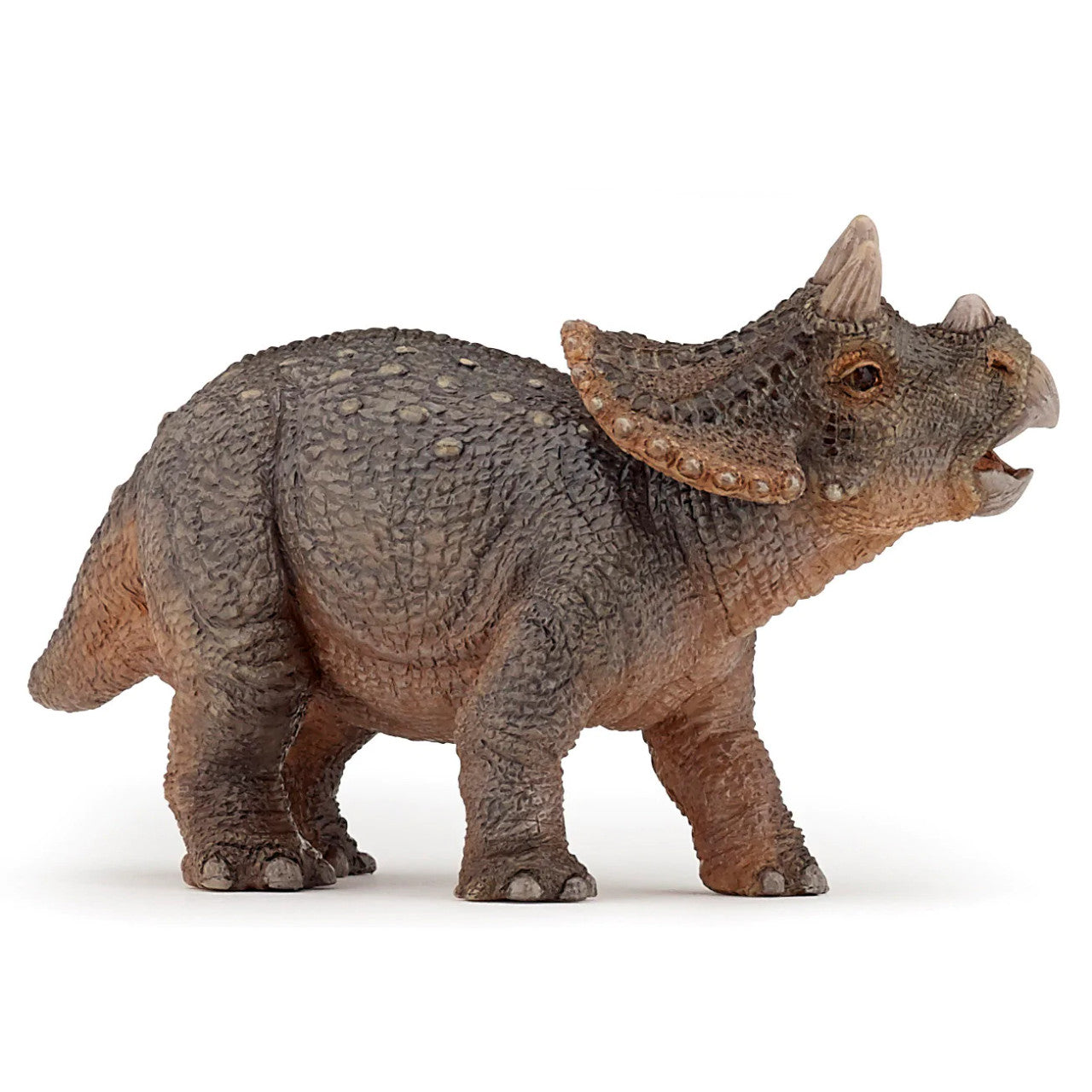 Young Triceratops