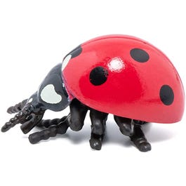 Ladybug
