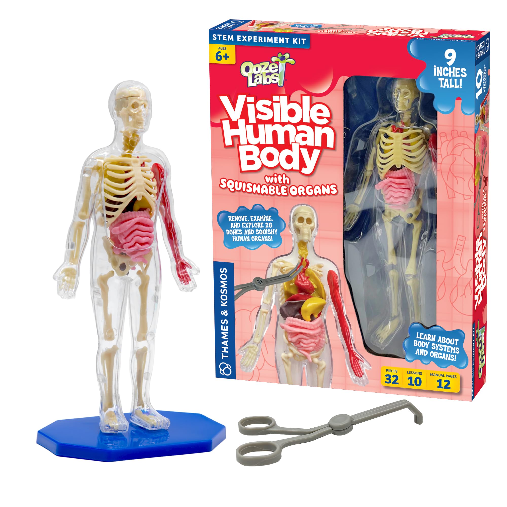 Ooze Labs Visible Human Body