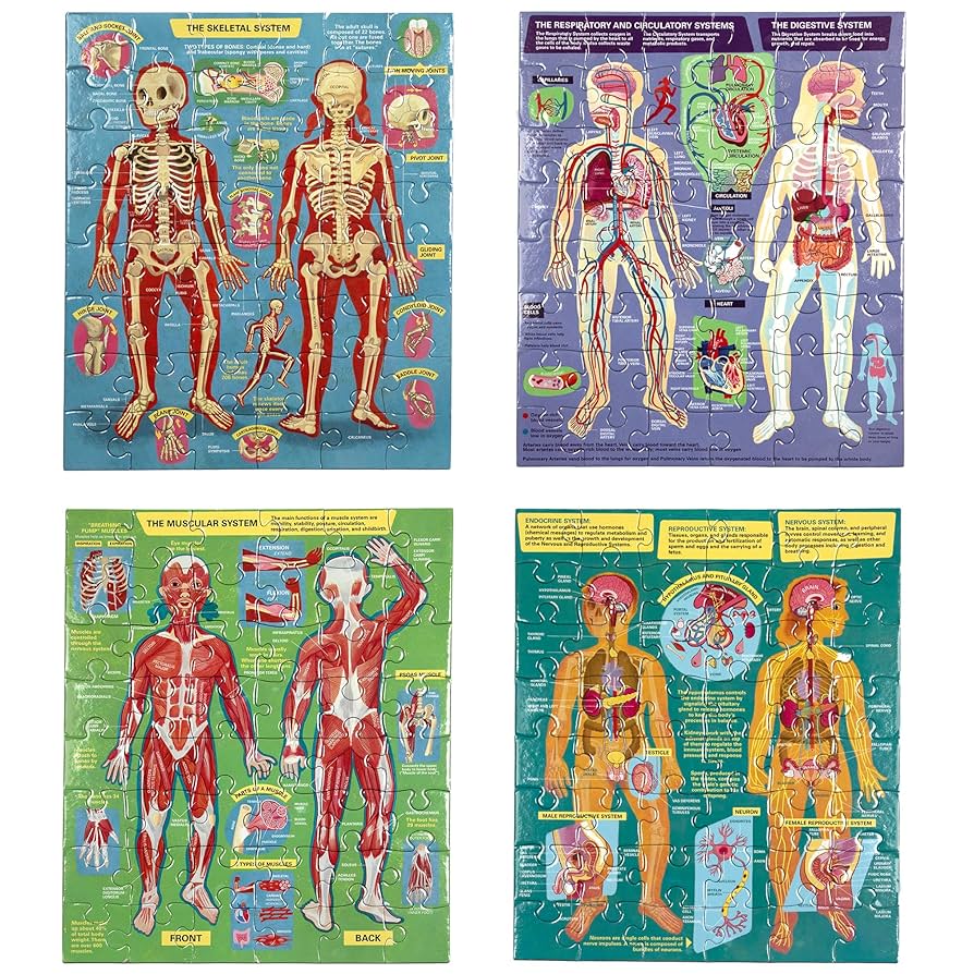 Ready to Learn: Human Anatomy 48Pc Set