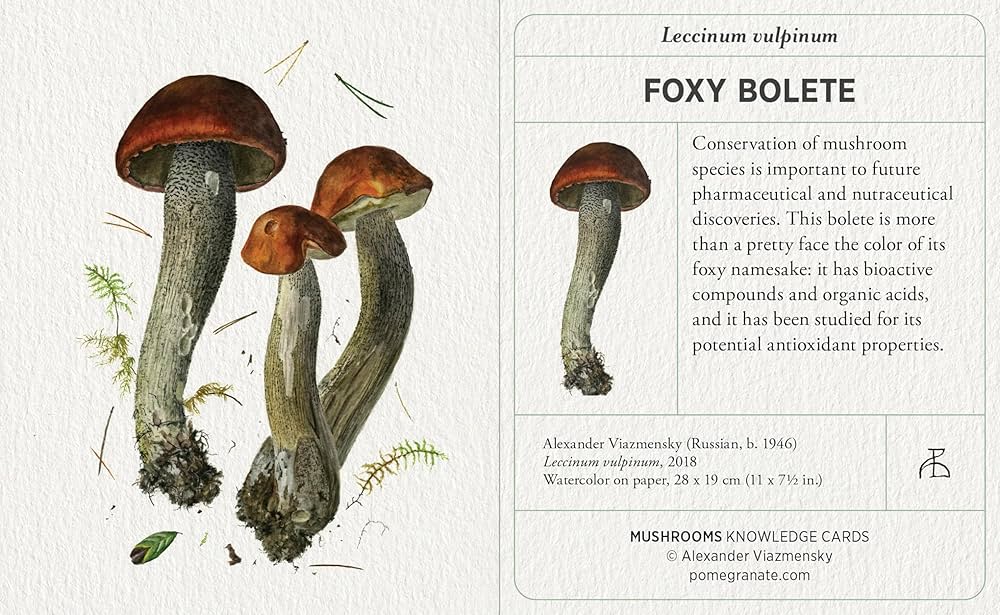 Mushrooms: Alexander Viazmensky Knowledge Cards