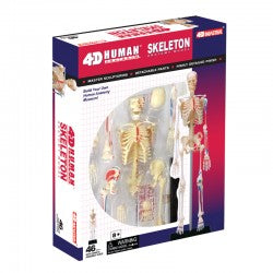 4D Human Skeleton Model