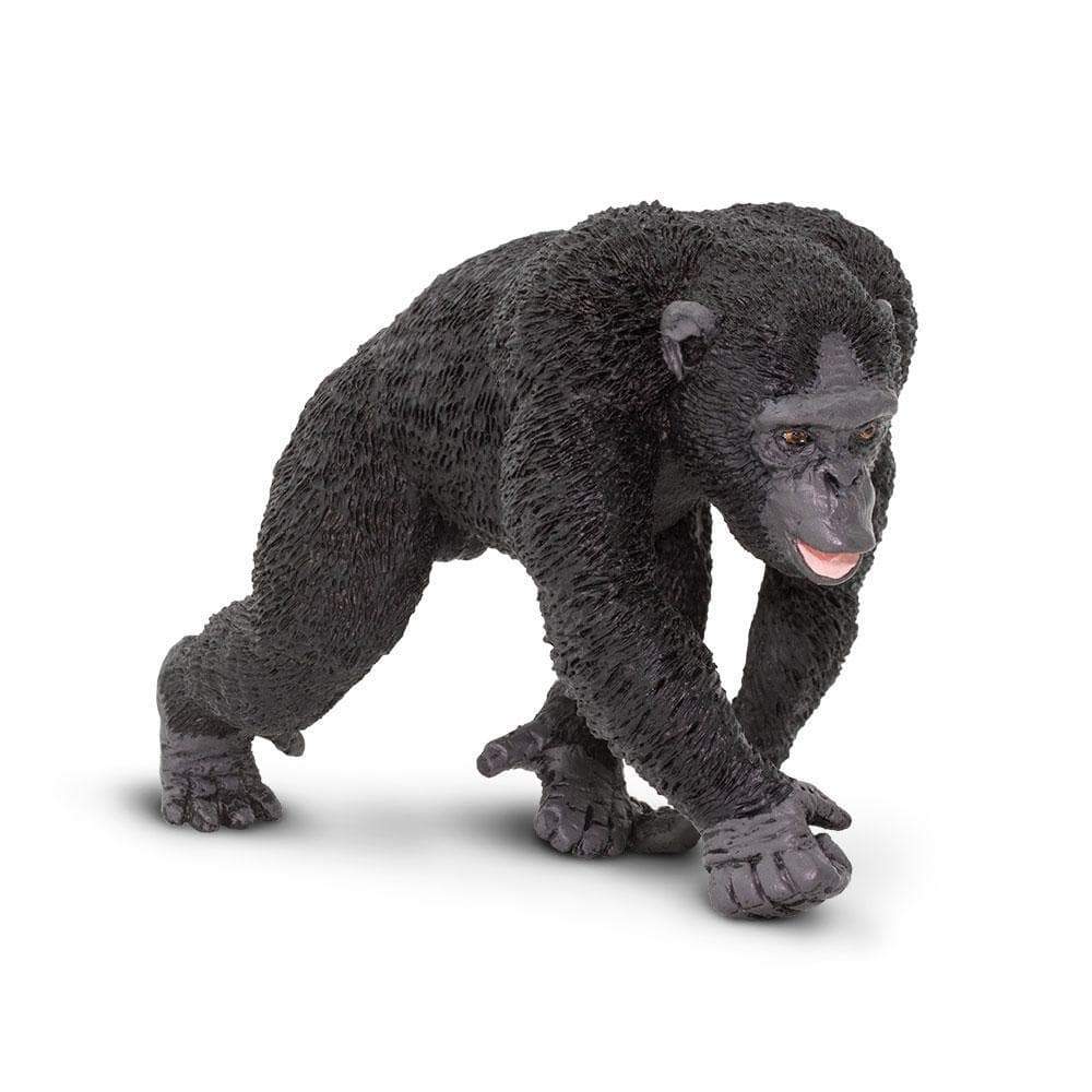Chimpanzee