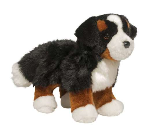 Stevie Bernese Mountain Dog