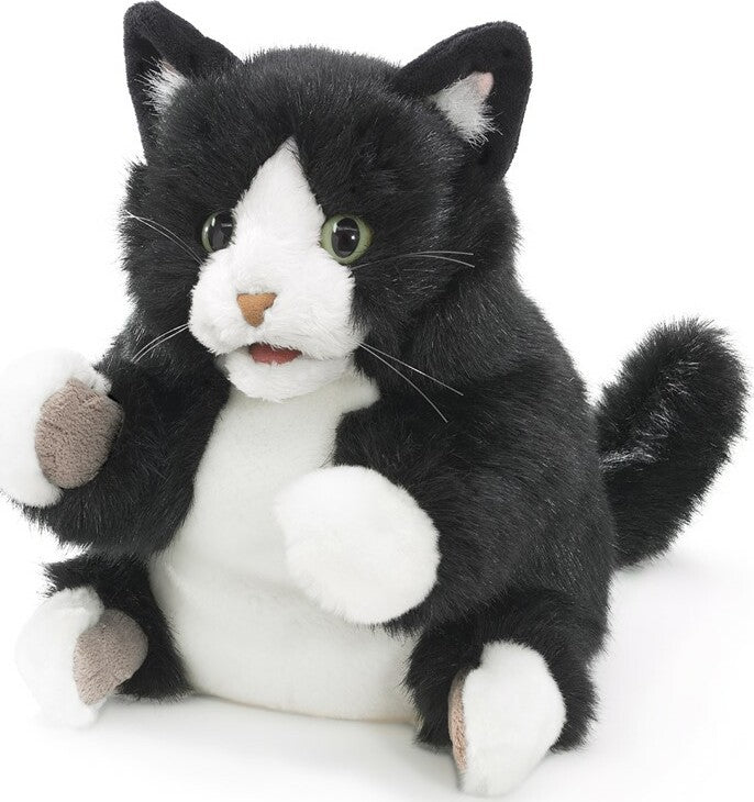 Tuxedo kitten
