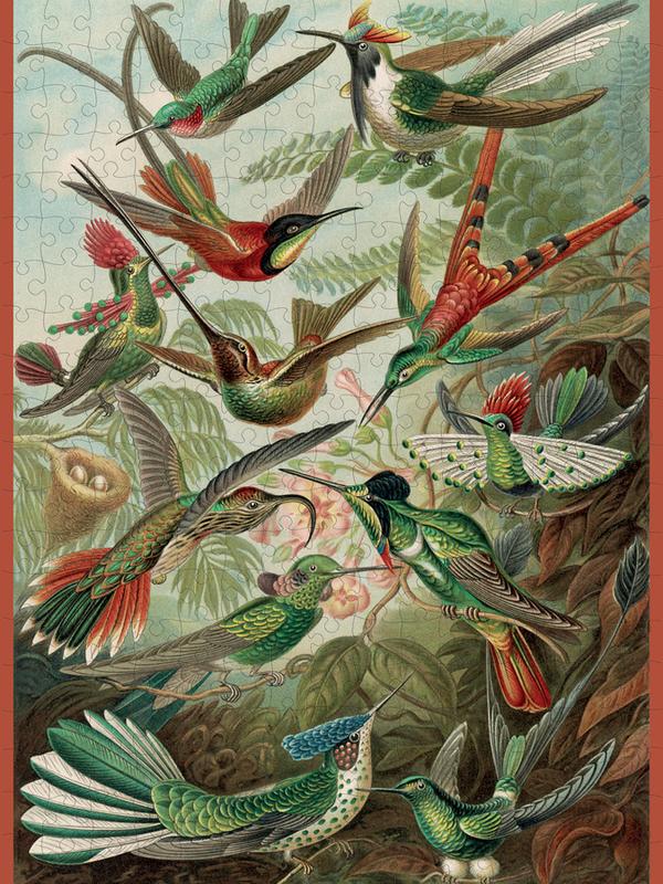 Ernst Haeckel: Hummingbirds