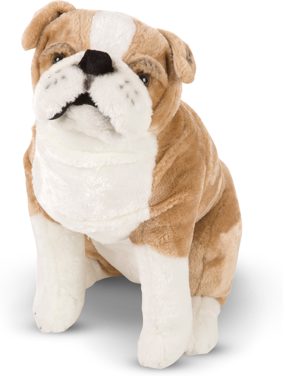 English Bulldog
