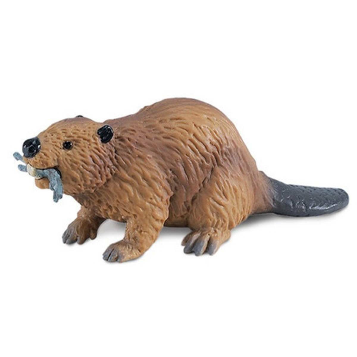 Beaver