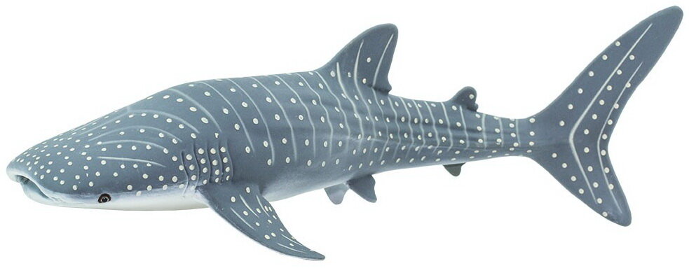 Whale Shark
