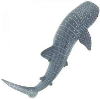 Whale Shark