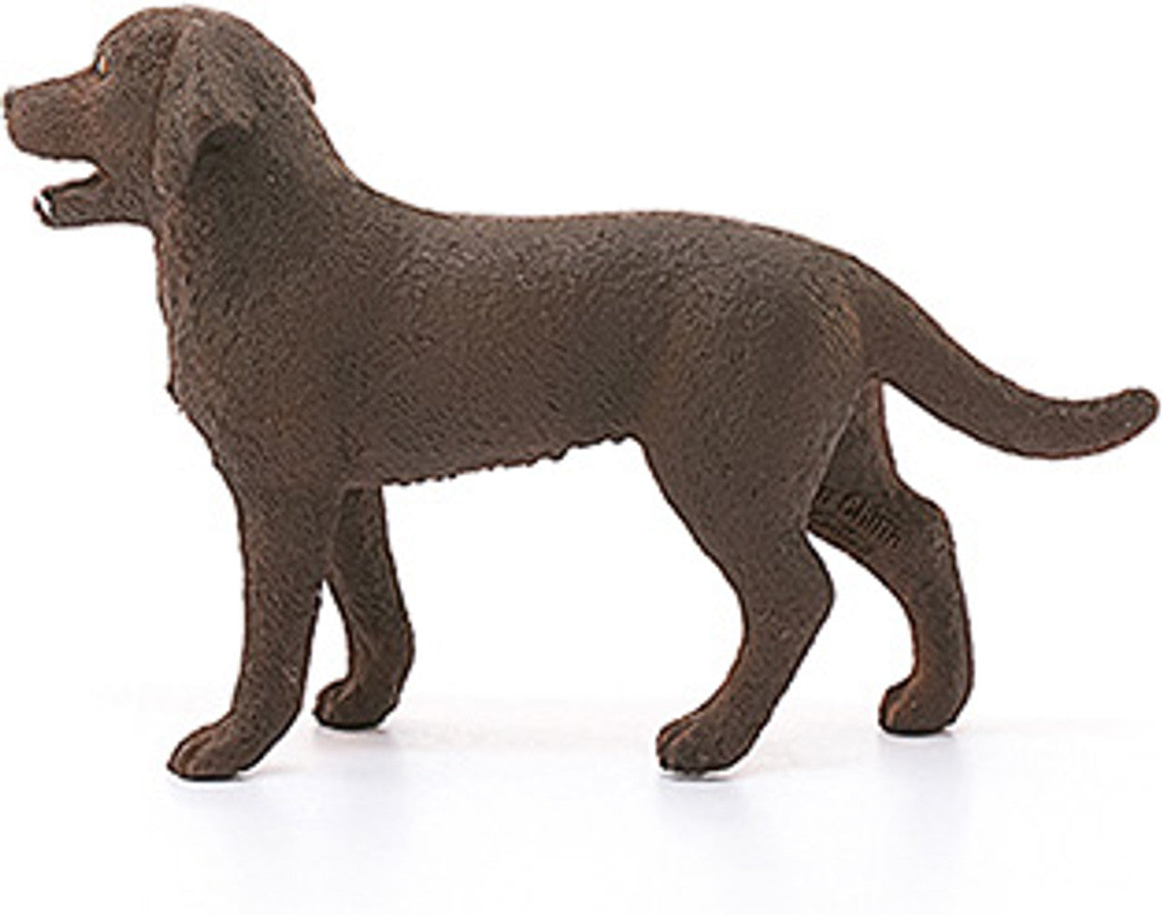 Labrador Retriever, Female