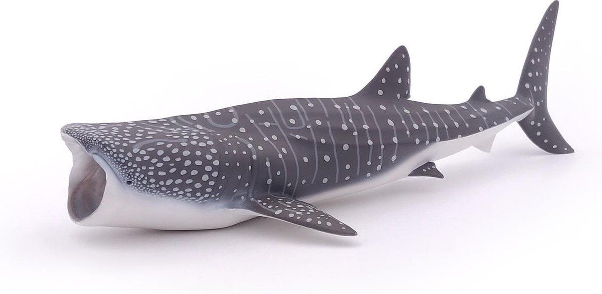 Whale Shark