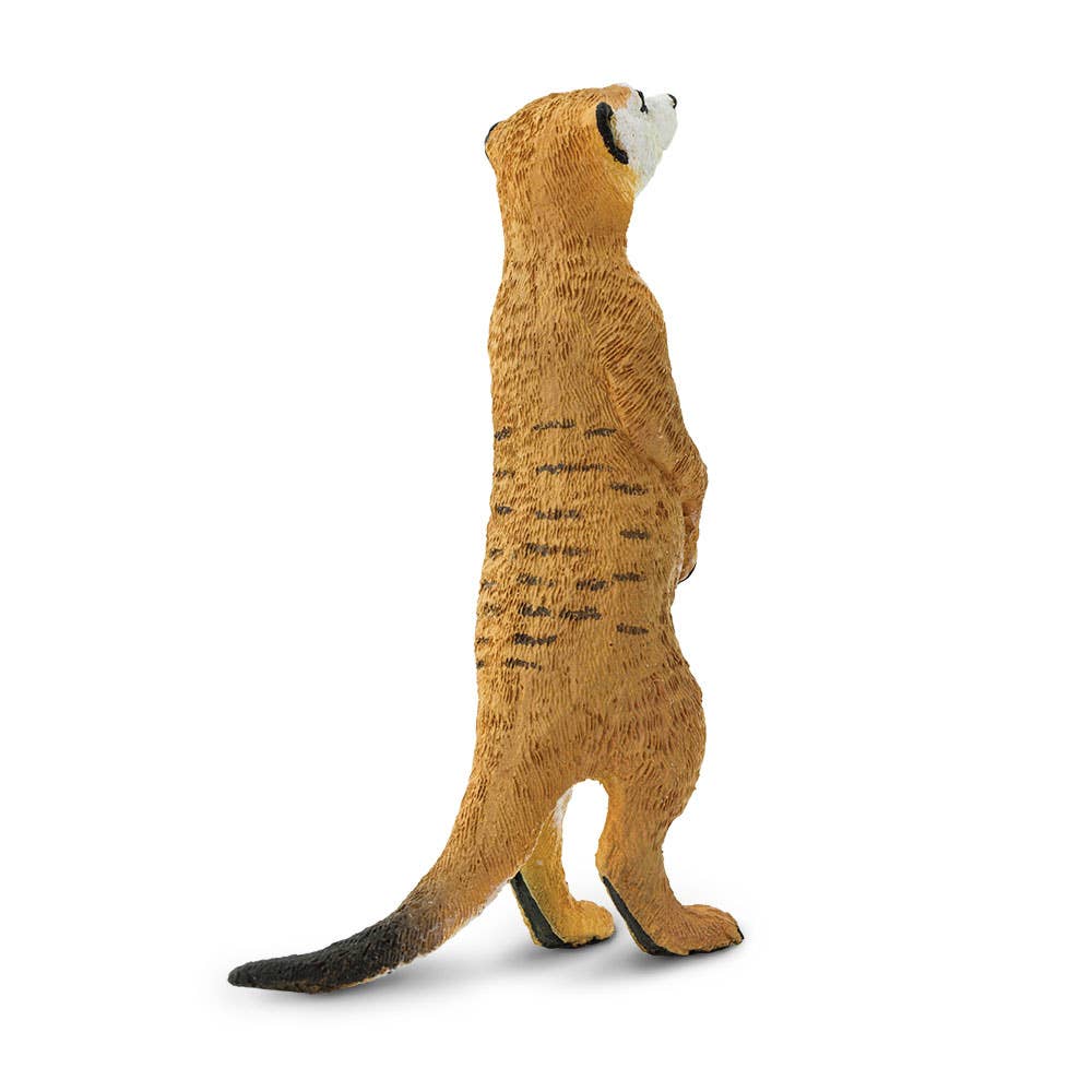 Meerkat
