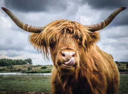 Puzzle Moments: Highland Cattle Puzzle - 300