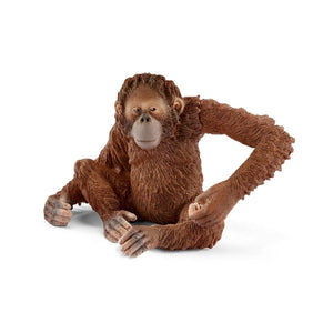 Orangutan