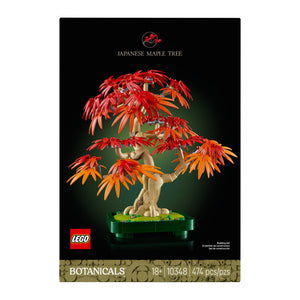 Japanese Red Maple Bonsai Tree