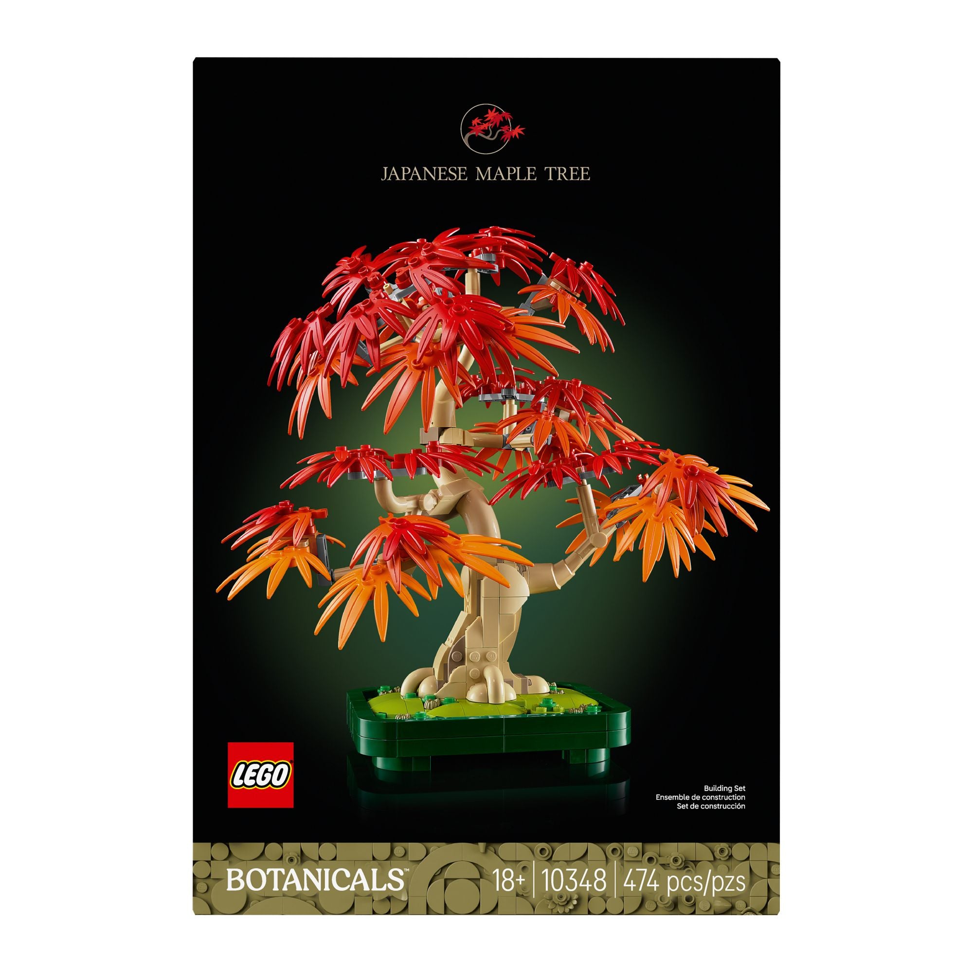 Japanese Red Maple Bonsai Tree