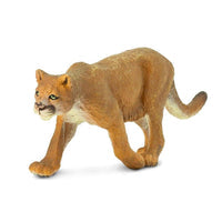 Mountain Lion - Puma