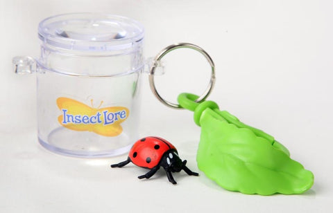 Little Bug Keeper