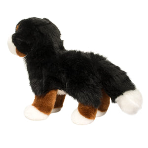 Stevie Bernese Mountain Dog