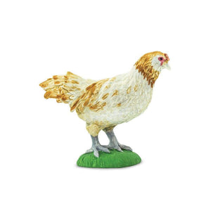Ameraucana Chicken