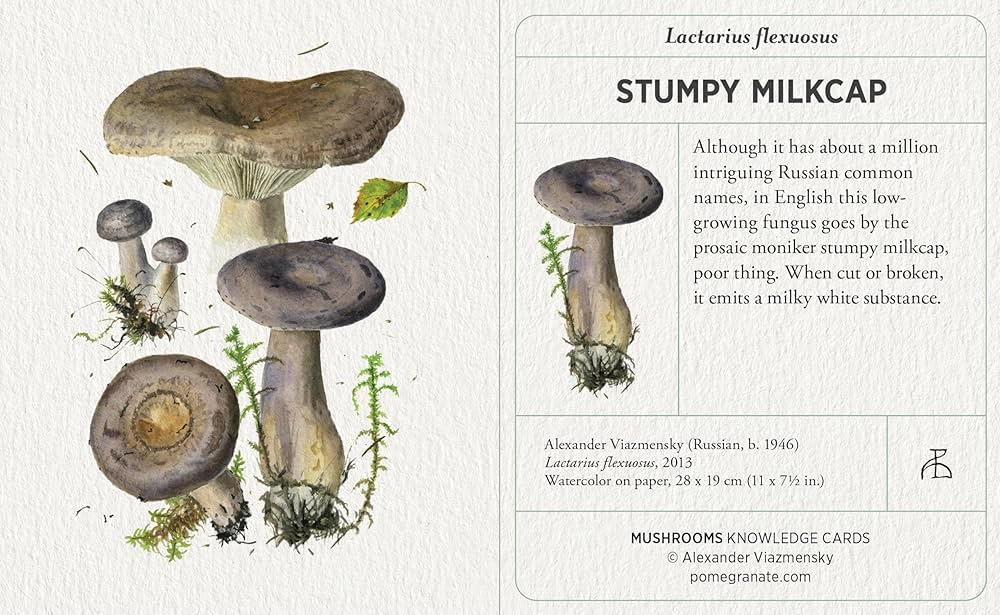 Mushrooms: Alexander Viazmensky Knowledge Cards