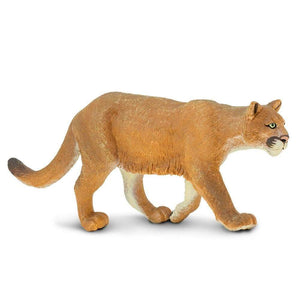Mountain Lion - Puma