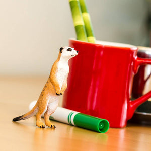 Meerkat