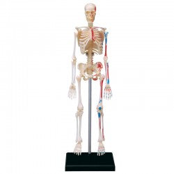 4D Human Skeleton Model