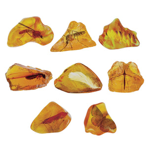 Smithsonian Amber Dig