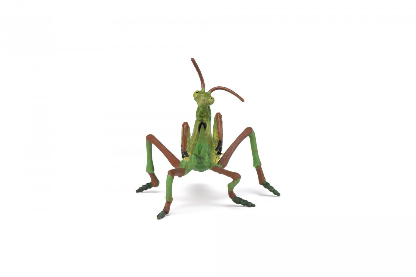 Praying Mantis