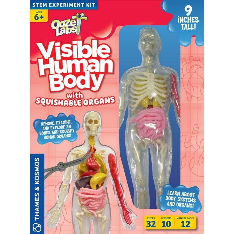 Ooze Labs Visible Human Body