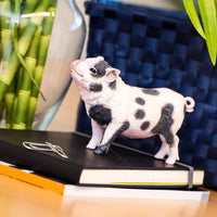 Pot-Bellied Pig