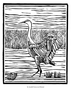 Molly Hashimoto Birds & Other Wildlife Coloring Book