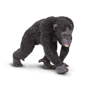 Chimpanzee