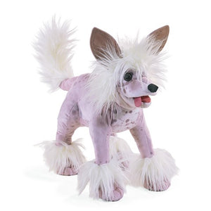 Chinese Crested Dog