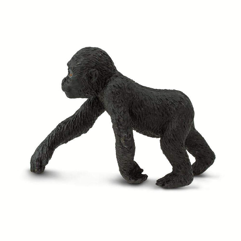 Lowland Gorilla Baby
