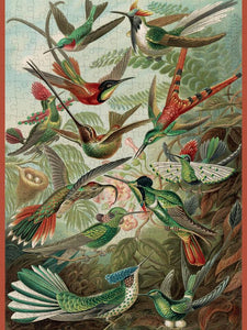Ernst Haeckel: Hummingbirds