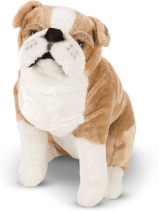 English Bulldog