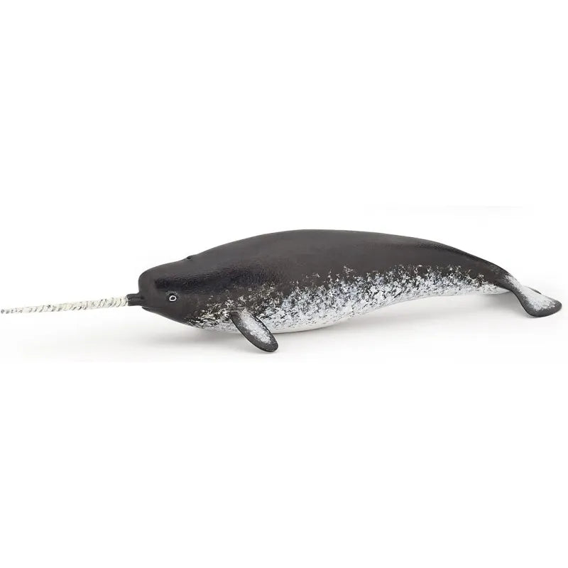 Narwhal