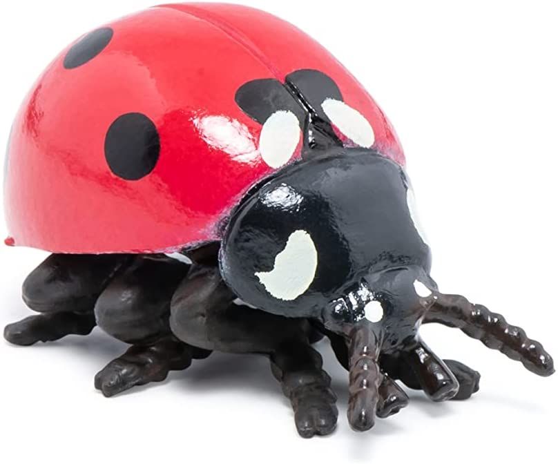 Ladybug