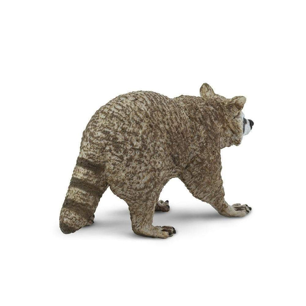 Raccoon