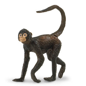 Spider Monkey