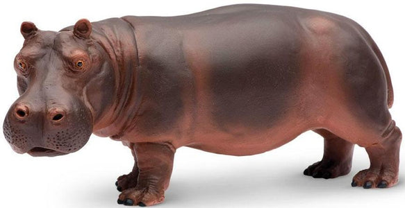 Hippopotamus