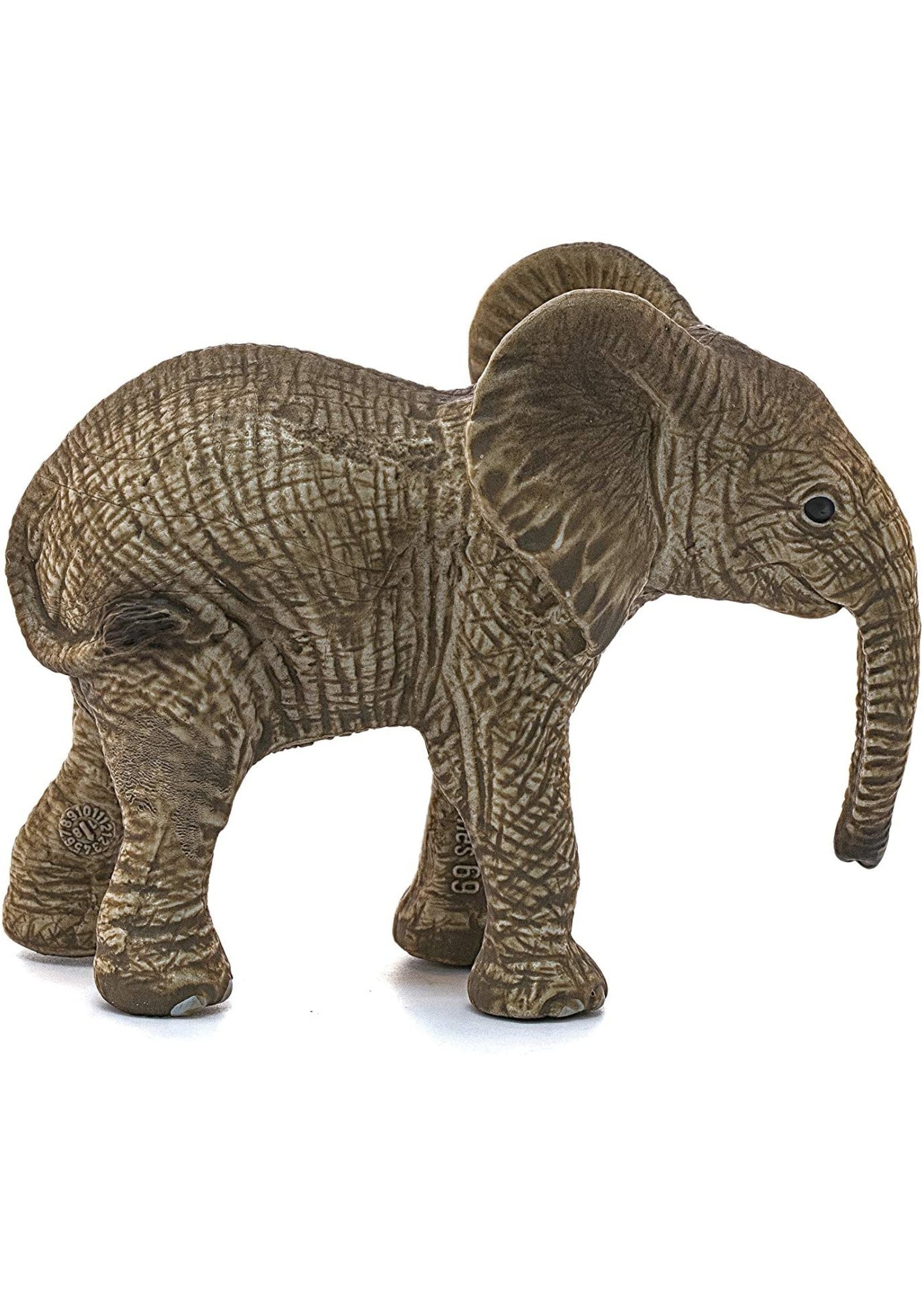 African Elephant Baby