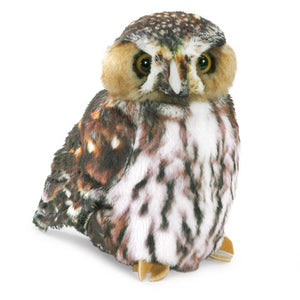 Pygmy Owl
